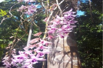 Phong Nha - Ke Bang National Park: “Gia Hac”  a orchid flower blooming in the Botanic Garden.